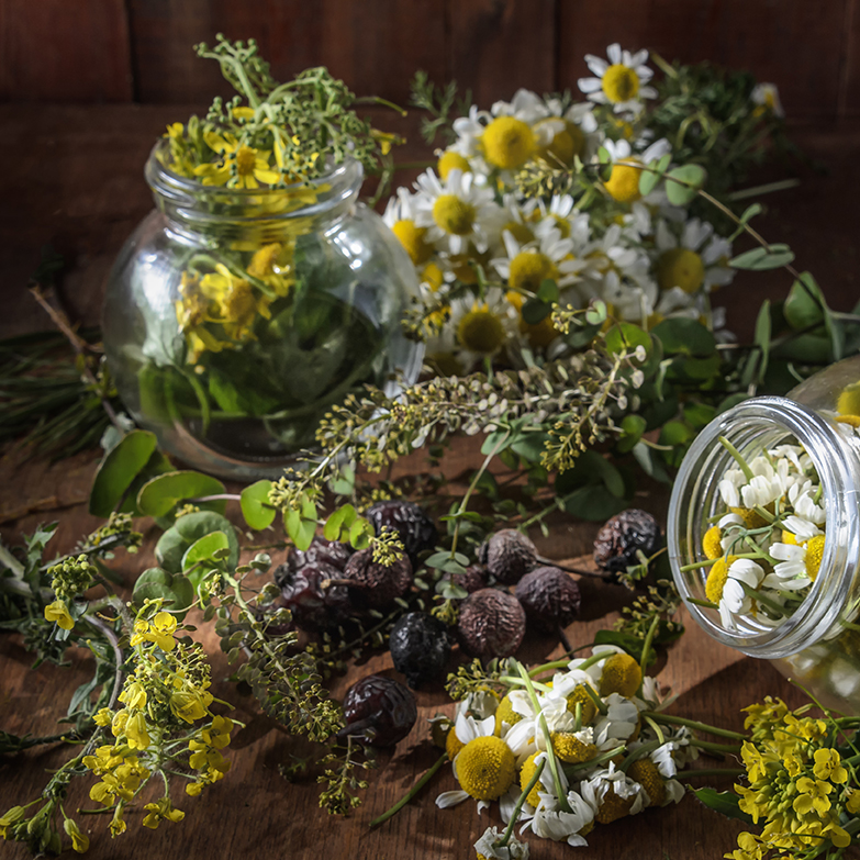 Terapeut în terapii complementare – Fitoterapie  – etnobotanică